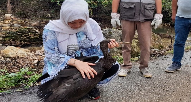 Müzeyyen öğretmenin duyarlılığı karaleyleğin hayatını kurtardı