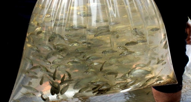 Osmaniye’de baraj gölüne 428 bin yavru sazan bırakıldı