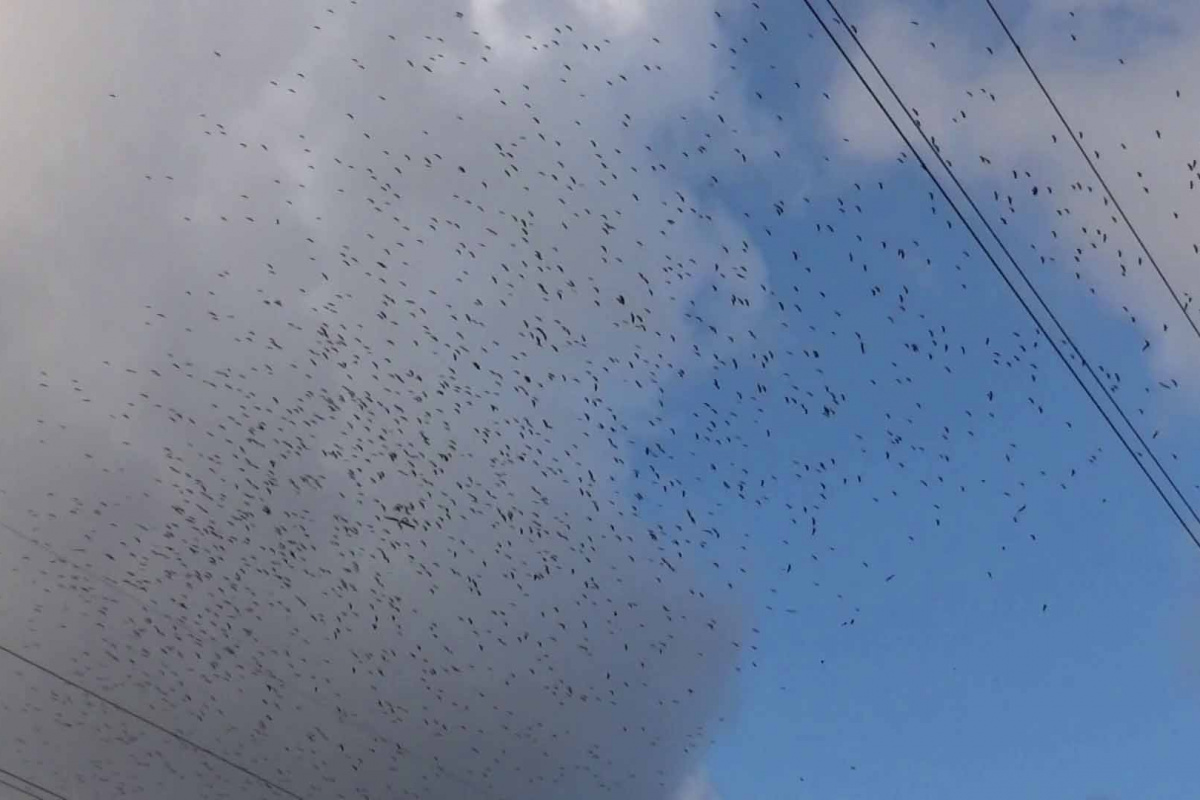 Göç zamanı başlayan leylekler görsel şölen oluşturdu