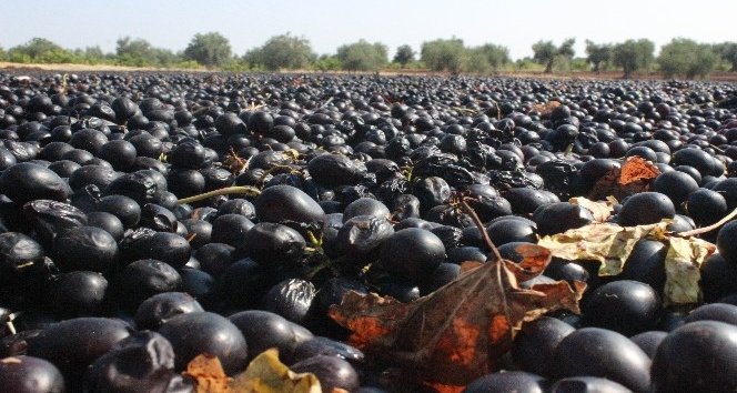 Kilis horoz karası üzümü kurumaya bırakıldı