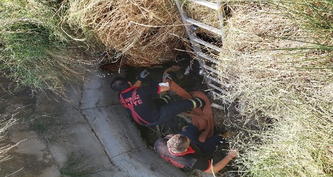 Su kuyusuna düşen dananın yardımına itfaiye ekipleri koştu