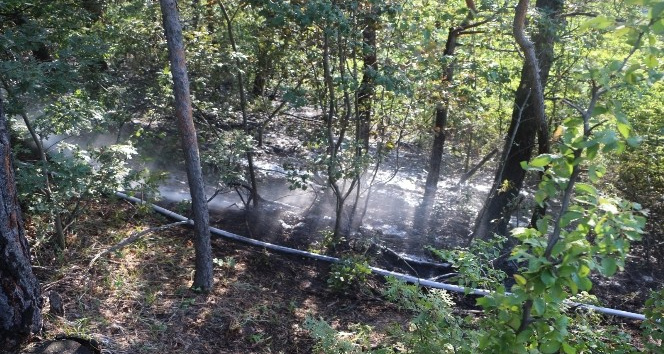 Tokat’ta, ormanlık alanda yangın