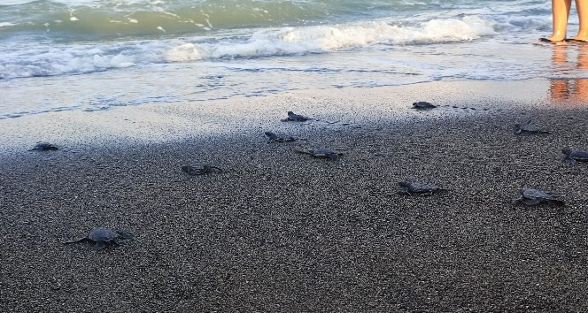 Samandağ sahilindeki yavru deniz kaplumbağalarının deniz yolculuğu sürüyor