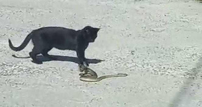 Kedi ile yılanın kavgasında pes eden yılan oldu