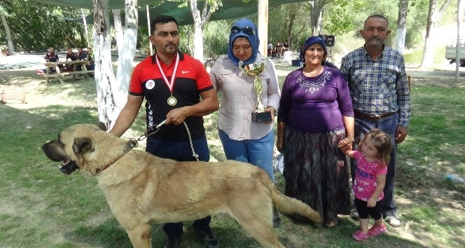 8 asırlık etkinliğin ilk gününde çoban köpekleri boy gösterdi