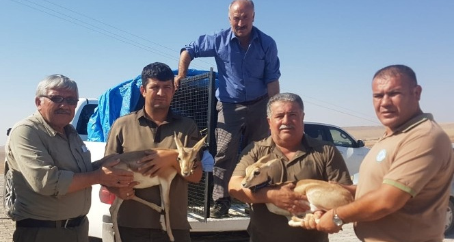 Tarım işçisinin çadırda beslediği yavru ceylanlara el konuldu