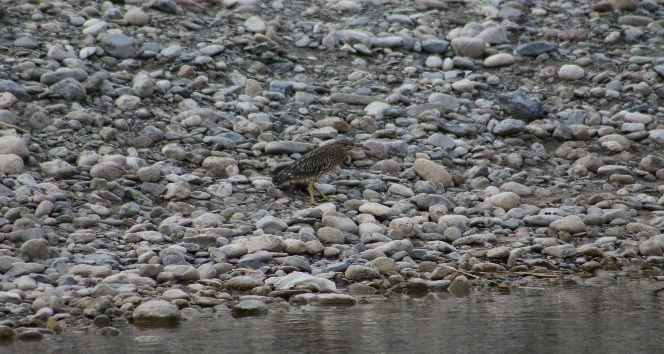 Şırnak’ta soyu azalan Bayağı Balaban kuşu görüntülendi