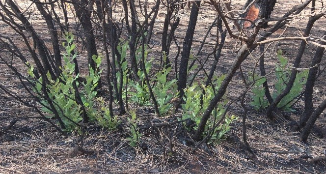 Orman yangınında yanan ağaçların kökleri filizlendi