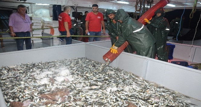 Balıkçılar ‘Vira Bismillah’ dedi, denizden istavrit fışkırdı