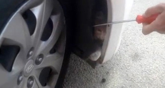 Otomobil tamponunda mahsur kalan kedi kurtarıldı