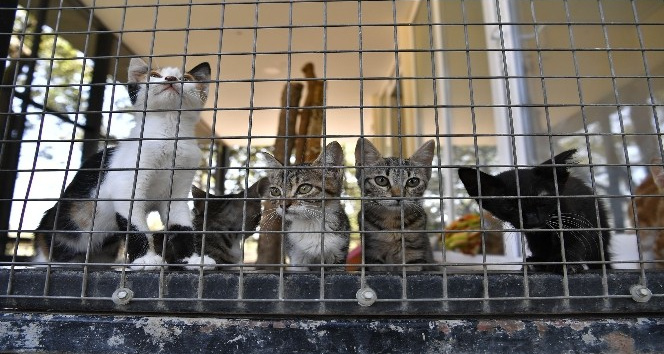 Yavru kediler sahiplenilmeyi bekliyor