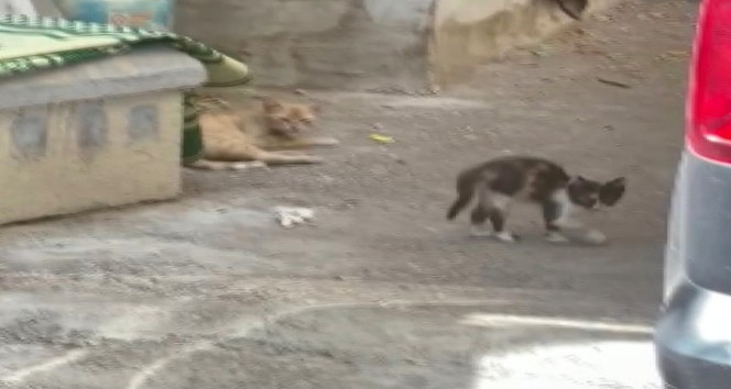 Araçta mahsur kalan kediyi itfaiye kurtardı