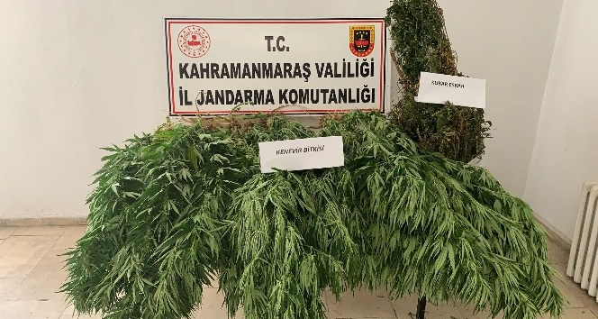 Jandarmadan uyuşturucu operasyonu