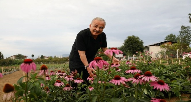 Ordu’da tıbbi ve aromatik bitkilerin hasadı başladı