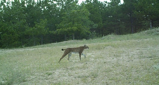 Kırıkkale’de yaban hayvanlarının doğal yaşamı fotokapanda