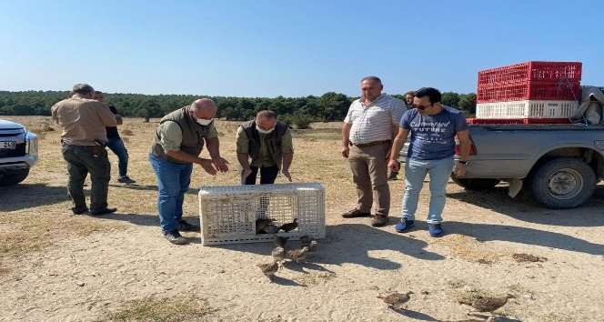 Enez’de 200 keklik doğaya bırakıldı