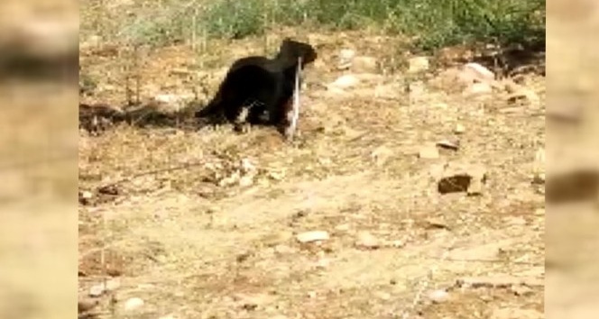 Yılan kediye yem oldu