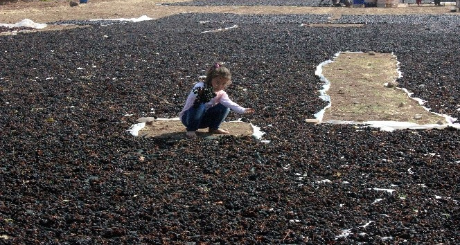 Kilis karası üzümünün de hasat sona erdi