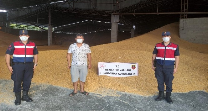 Osmaniye’de 52 ton mısır çalan şahıs yakalandı