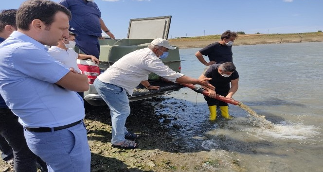 Edirne’de 800 bin pullu sazan balığı yavrusu göletlere bırakıldı