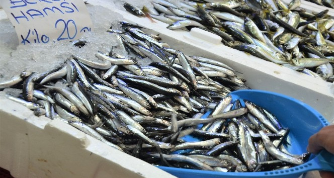 Ordu’da yerli hamsi tezgahlarda