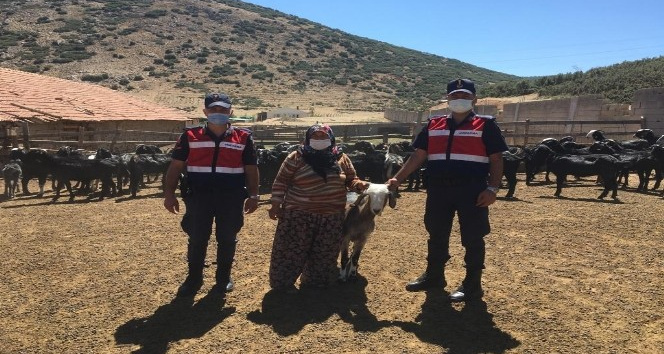 Isparta’da kaybolan 80 keçi 18 saatlik çalışmayla bulundu