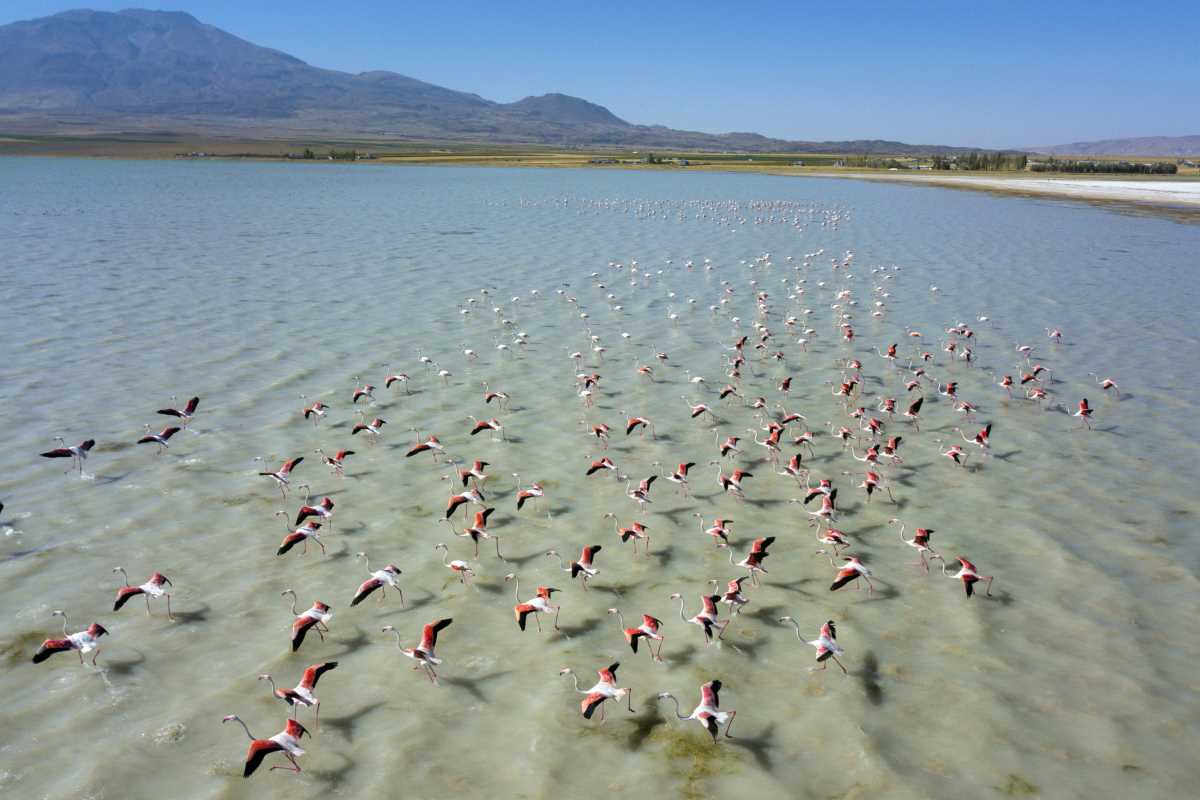 Arin Gölü’nü renklendiren Flamingolar havadan görüntülendi