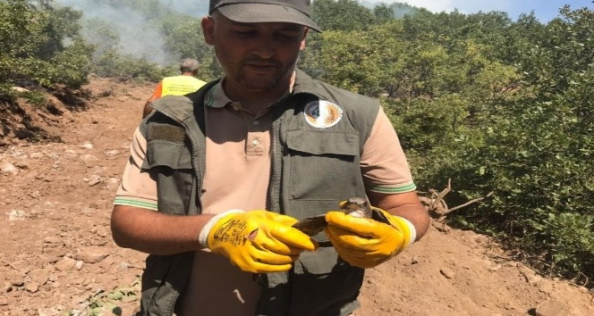“Ormancılık her şeyden önce vicdan işidir”