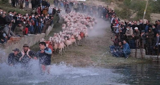 750 yıllık gelenek yaşatıldı, çobanlar göletten geçirdikleri sürüleri zapt etmekte zorlandı