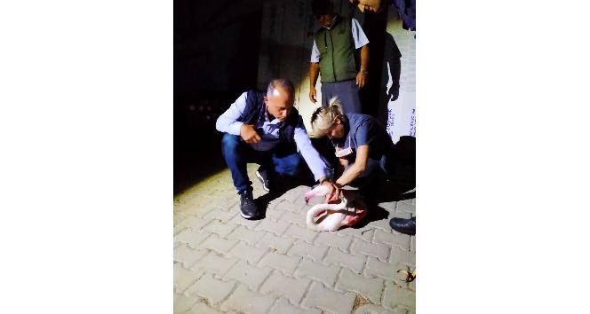 Çanakkale’de yorgun düşen flamingo tedavi altına alındı
