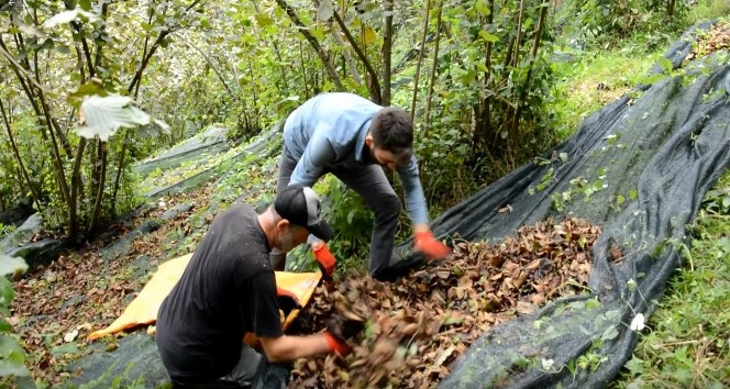 Bu proje fındıkta maliyeti yarıya düşürdü