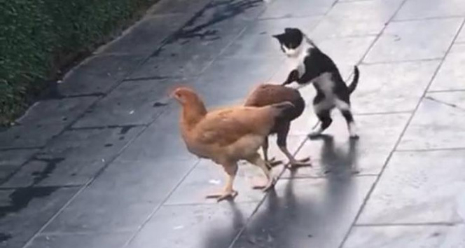 Kedi ile tavukların dostluğu!