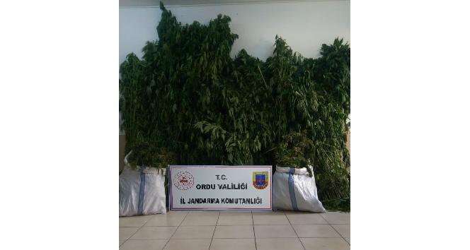 Ordu’da jandarmadan uyuşturucu operasyonu