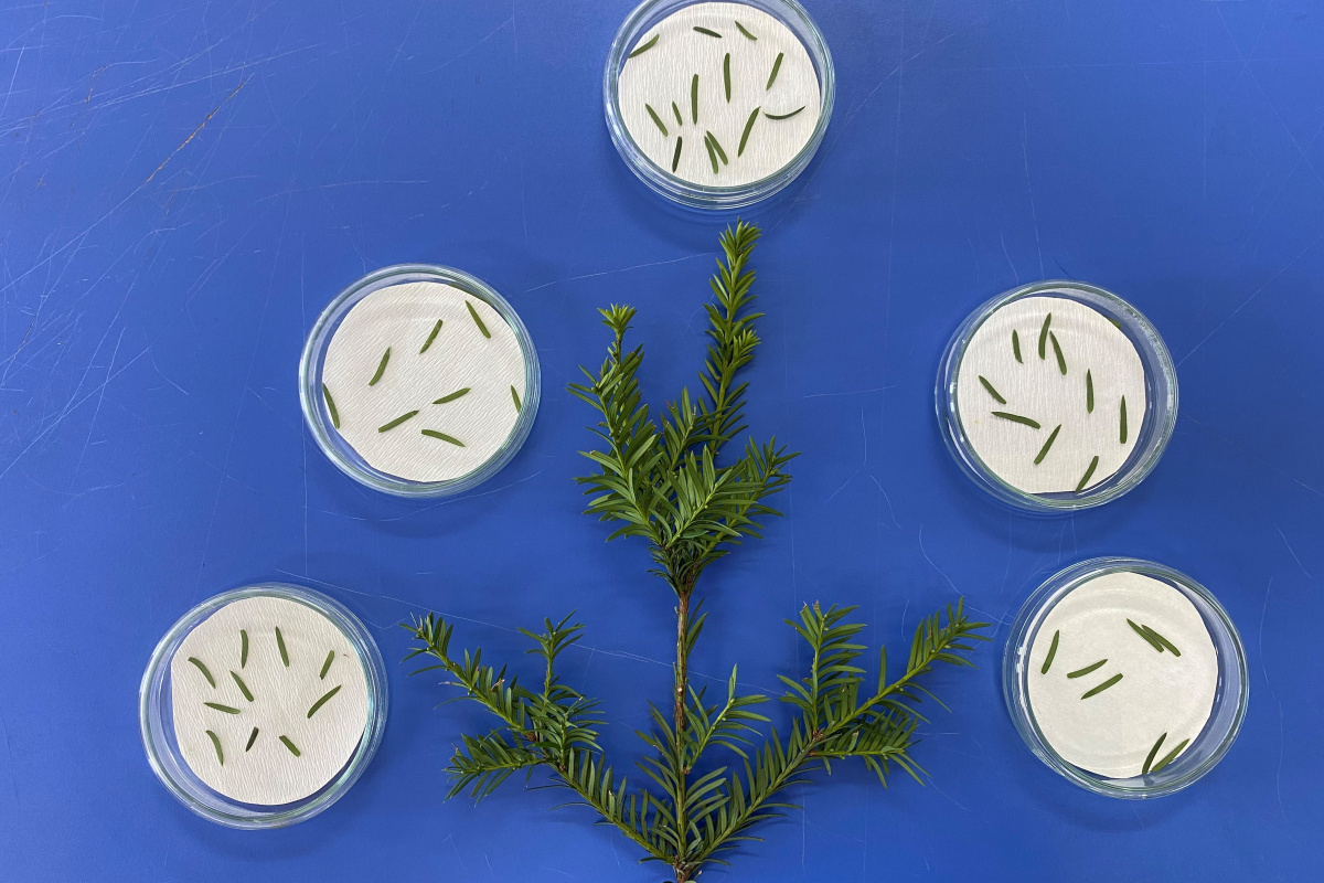 Kanser ilacı üretiminde dışa bağımlılığı azaltacak çalışma