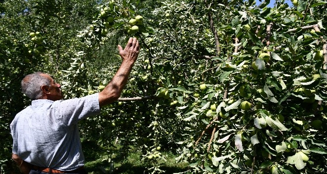 Kuraklığın uğramadığı köyde tonlarca elma yetişti