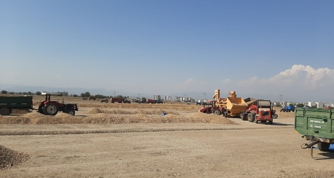 Osmaniye’de yer fıstığı hasadı buruk başladı