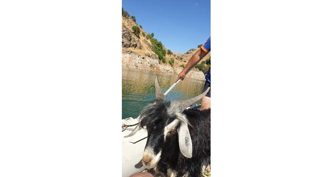 Baraj kayalığında 4 gündür mahsur kalan keçi 2 saatlik kurtarma operasyonu ile kurtarıldı