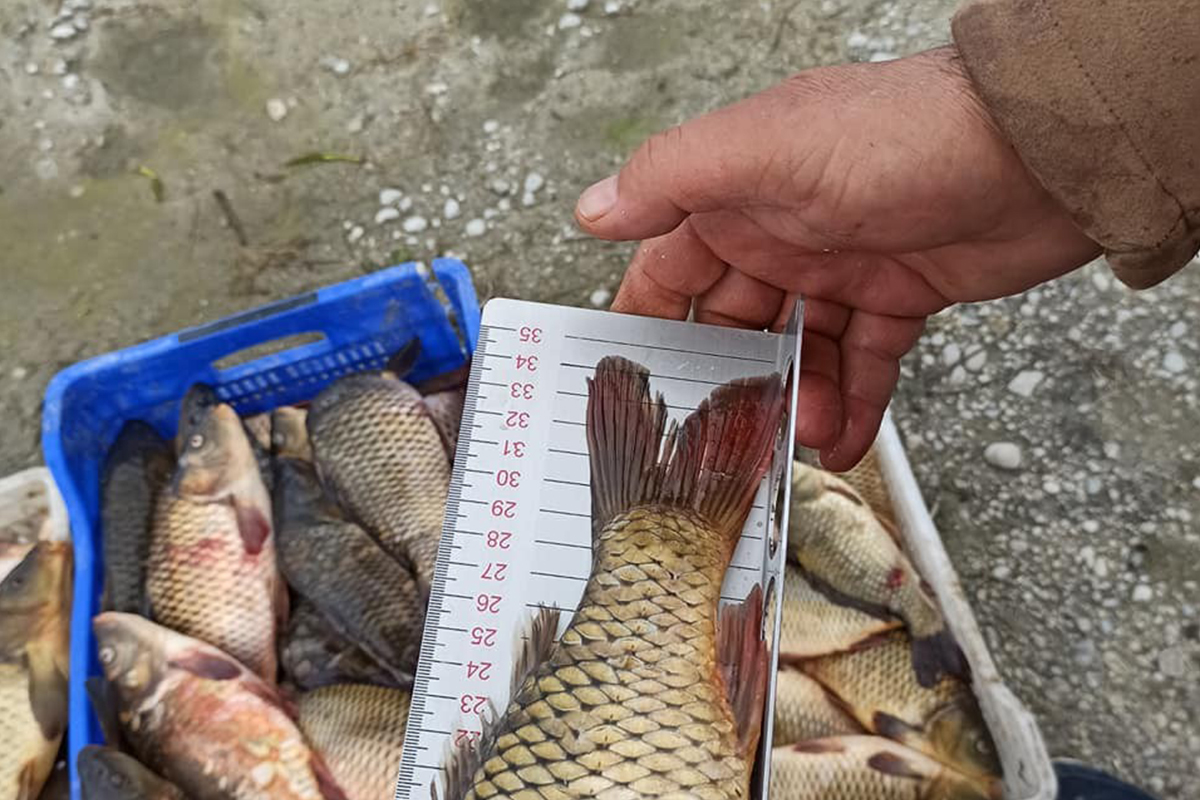 Eğirdir Gölü&#039;nde 40 santim altında sazan balığı avlamak yasak