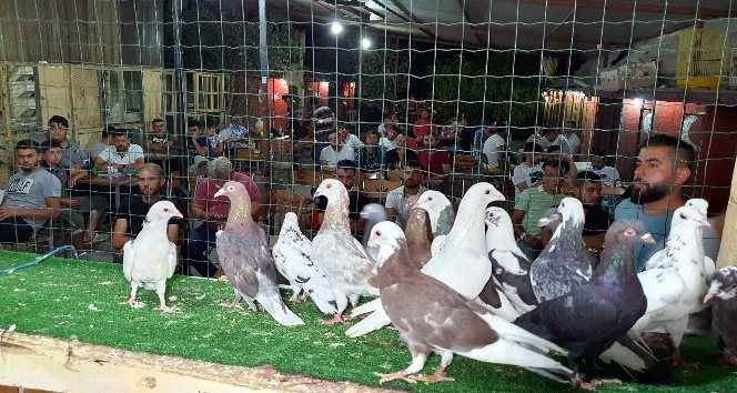 Patentli güvercinler Aydın’dan Denizli’ye uçtu