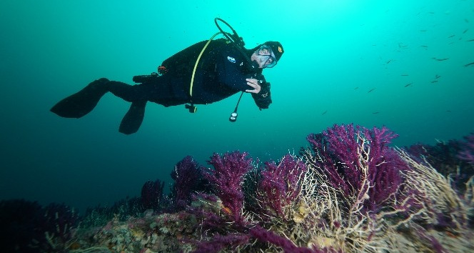 Nesli tükenmekte olan kırmızı mercanlar, Çanakkale Boğazı’ndaki batık gemilerde hayat buluyor