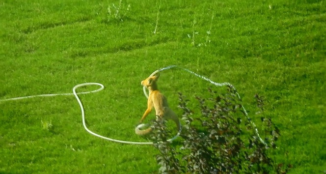 Kampüs alanına inen tilki bahçeyi suladı!