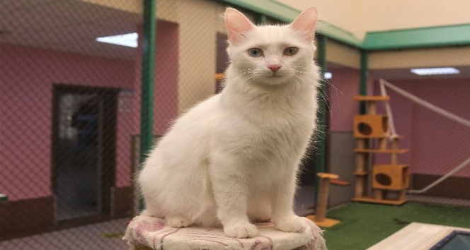 Van kedisi uysal bir hayvandır