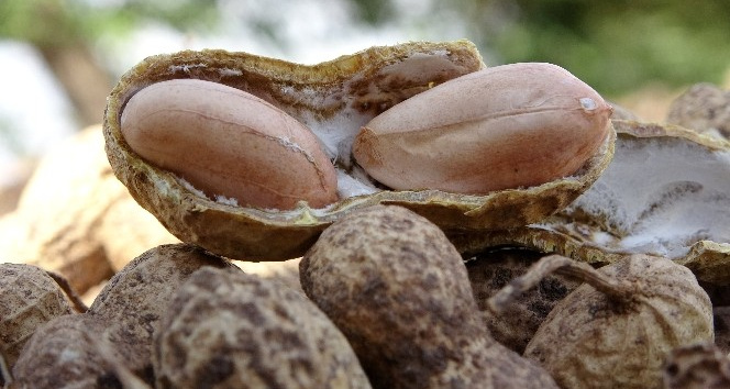 “Coğrafi işaret belgeli” yer fıstığından 63 bin ton rekolte bekleniyor