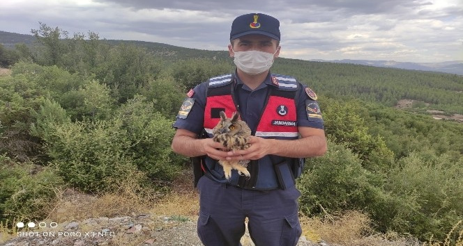 Burdur’da yaralı baykuşu jandarma kurtardı