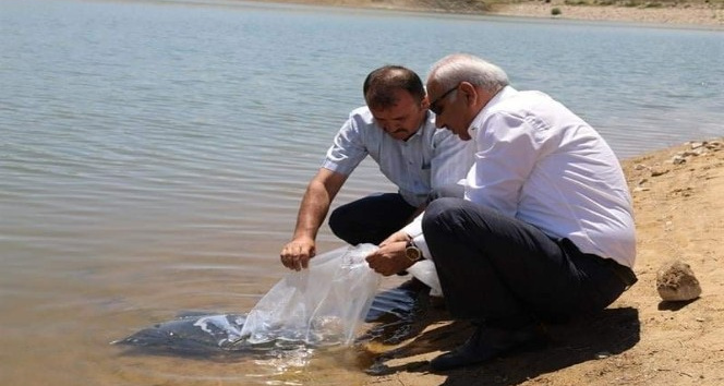 Kırıkkale’de 100 bin pullu sazan yavrusu gölete bırakıldı