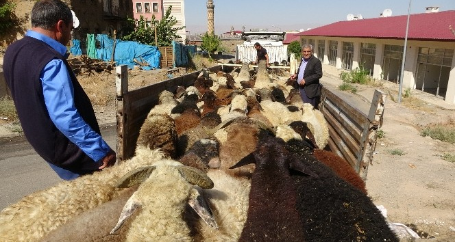 Muş’tan büyük şehirlere kuzu sevkiyatı