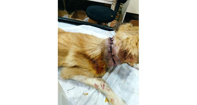Gaziantep’te boğazı kesik halde köpek bulundu