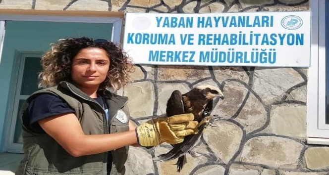 Van’da yaralı kuşlar tedavi altına alındı