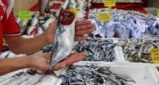 Karadeniz’in nazlı balığı palamuttan iyi haber