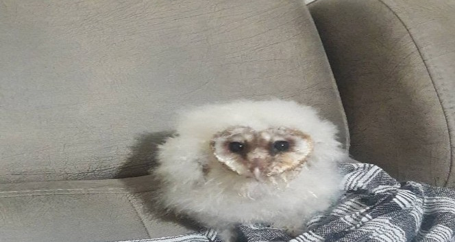 Peçeli baykuş 3 aylık bakım sonrası tabiata salındı